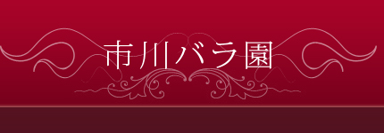 全てオリジナル品種の薔薇を扱う静岡県三島市の【市川バラ園：Rose's Ichikawa】。